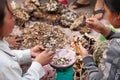 Simple life. A lot of Paper wasp nest with larva in Laos woman hands, local exotic food in Laos and southeast asia. daily morning Royalty Free Stock Photo