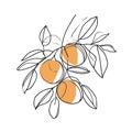 Simple line drawing illustration of an orange on a tree branch