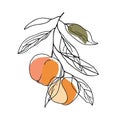 Simple line drawing illustration of an orange on a tree branch