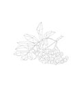 Simple line vector polygone art of Rowan berries