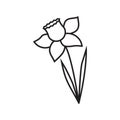 simple linear vector image drawing icon daffodil spring flower garden isolated black on white background