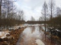 Simple road going in forest in winter, Lithuania Royalty Free Stock Photo