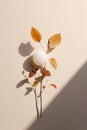 Simple, minimal arrangement, twig with Autumn leaves, sunlight, shadows, generative AI Royalty Free Stock Photo
