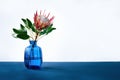 King Protea cynaroides flower with leaves in blue glass vase on blue table Royalty Free Stock Photo