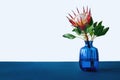 Protea flower in blue glass vase on blue table Royalty Free Stock Photo