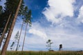 Simple minimalist forest landscape scenery with wooden hide tower, grass field and tree Royalty Free Stock Photo