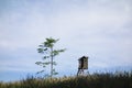 Simple minimalist landscape scenery with wooden hide tower, grass field and tree Royalty Free Stock Photo