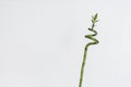 A simple minimalist style with a spinned bamboo plant on the shelf at home in the glass bottle with water Royalty Free Stock Photo