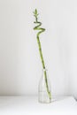 A simple minimalist style with a spinned bamboo plant on the shelf at home in the glass bottle with water Royalty Free Stock Photo