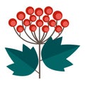 Simple minimalistic green branch of a viburnum with leaves and red berries. Floral collection of colorful elegant plants