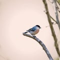 Minimal Bird Logo Illustration Royalty Free Stock Photo