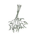 Simple mistletoe branches, bundled