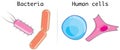 Human cells and bacteria - comparison - morphological differences