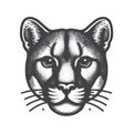 Vintage Mountain Lion Front View Retro Icon Design. Royalty Free Stock Photo