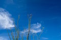 Simple, negative space view of Ocotillo spines and canes, leafing and in bloom, against the blue sky Royalty Free Stock Photo
