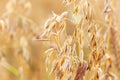 Simple oat ears, crops growing in the field, macro, fresh ripe gold oat spikelets in the sun closeup detail. Agriculture concept Royalty Free Stock Photo