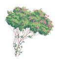 Simple Old Bush with Pink Roses Royalty Free Stock Photo