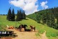 Simple old farm in the highlands. Horses grazing in the meadow. Royalty Free Stock Photo