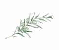 Simple olive branch