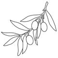 Simple olive branch with berries, monochrome botanical illustration