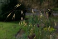 Simple ornamental grass ears shining in the sun in garden setting