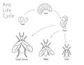 Simple outline drawing ant life cycle. Royalty Free Stock Photo
