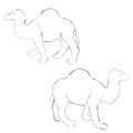 Simple 2 outline sketch camel Royalty Free Stock Photo