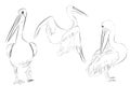 Simple Outline Sketch of Three Pelicans Bird