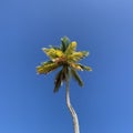Simple palm tree with a clear blue sky Royalty Free Stock Photo