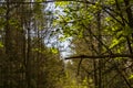 Simple photo of a beautiful forest in summer.