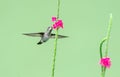 Simple photo of a hummingbird feeding on a pink flower with a green background.