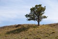 Simple Pine Tree on the Crest of a Hill Royalty Free Stock Photo