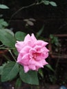 Simple pink local breed rose flower on its plant