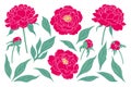 Simple Pink Peony Flowers, Buds and Leaves Set