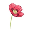 Simple pink poppy flower