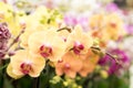 Simple and popular type of orchid in peach and pink colour Royalty Free Stock Photo