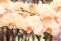 Simple and popular type of orchid in peach and pink colour Royalty Free Stock Photo