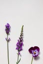 Simple purple flowers against a white background