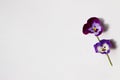 Simple purple flowers against a white background