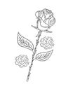 A simple rose. Contour drawing on a white background.