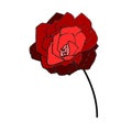 simple rose flower sketch in red, red color, nature, beautiful, sketch, handmade, beginner,