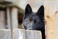Simple rustic black watchdog behind a fence