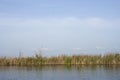 Simple scenery in Neajlov Delta Royalty Free Stock Photo