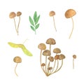 Simple set of watercolor autumn forest illustration, isolated agaric honey mushrooms on the white background