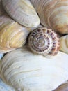 Simple shells with a very beautiful pattern, in the form of a spiral.