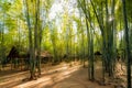 Bamboo forest with simle shelters