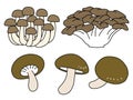 Simple shimeji, maitake, and shiitake mushroom illustrations Royalty Free Stock Photo