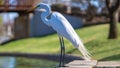 White Crane Taken With 85MM 1.8F In OK