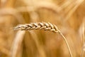 Simple single yellow golden ripe wheat ear macro, extreme closeup, detail, sunlight, crop field agriculture, farming symbol Royalty Free Stock Photo