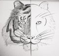 A sketch of a tiger, half white, half Bengal.